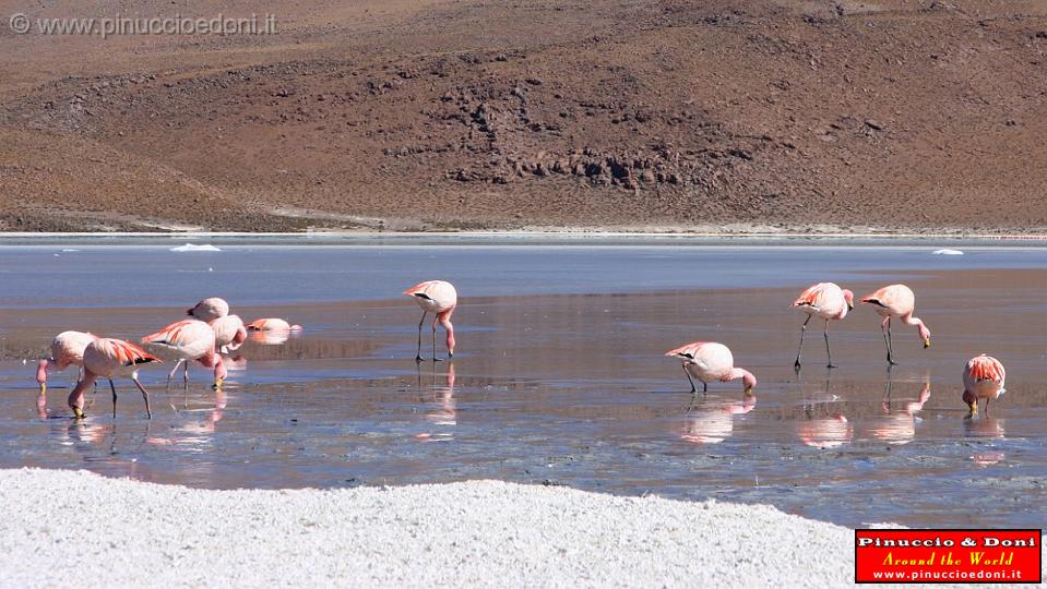 BOLIVIA 2 - Ruta de Las Joyas - Laguna Hedionda - Flamencos - 03.jpg